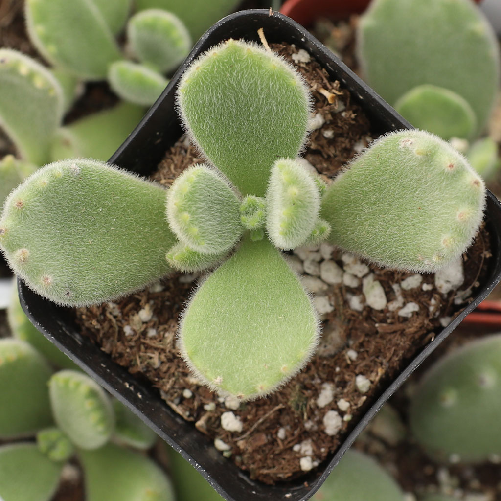 Cotyledon tomentosa - Bear's Paw [large] [fragile leaves] Questions & Answers