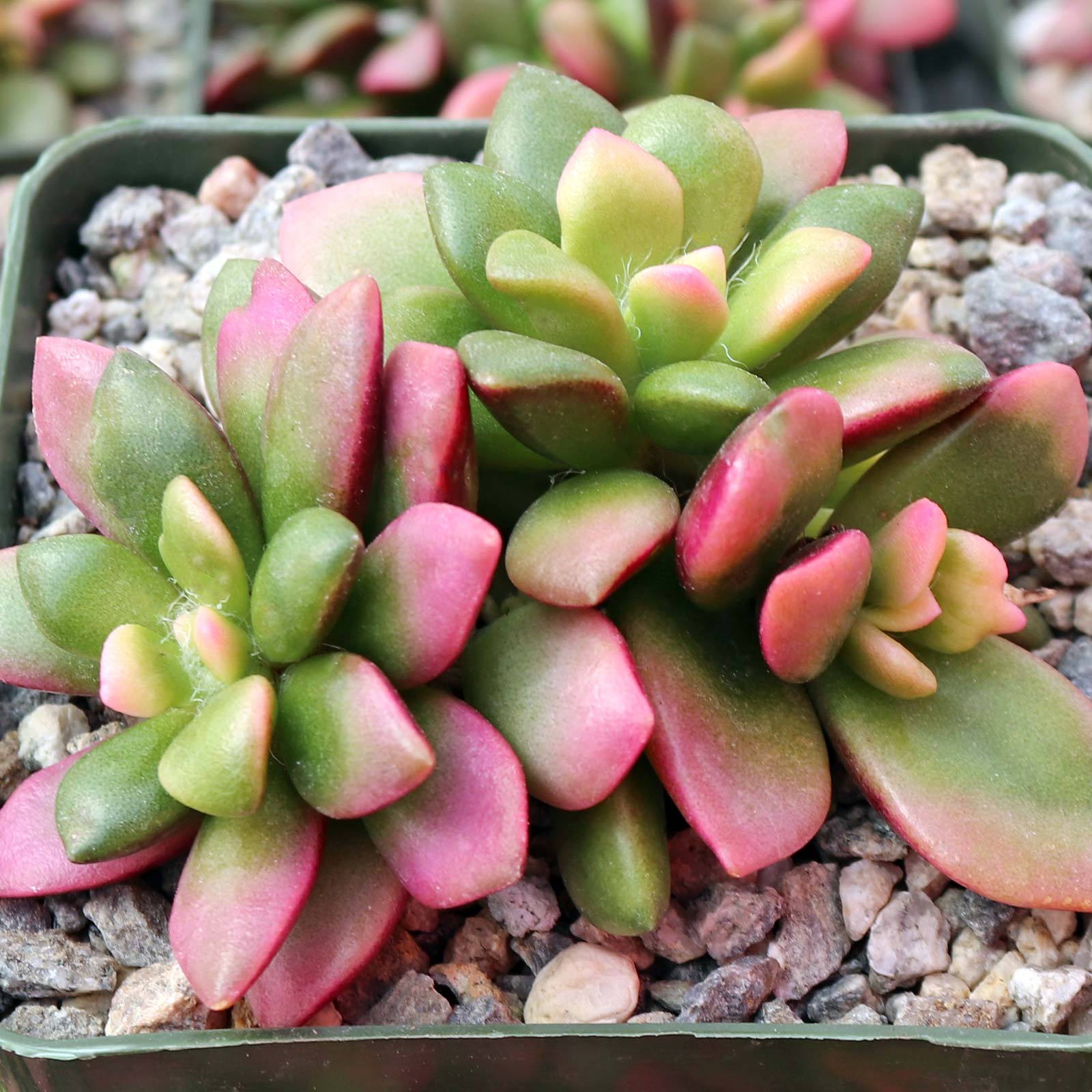 Anacampseros telephiastrum f. variegatum 'Sunrise' [large] Questions & Answers
