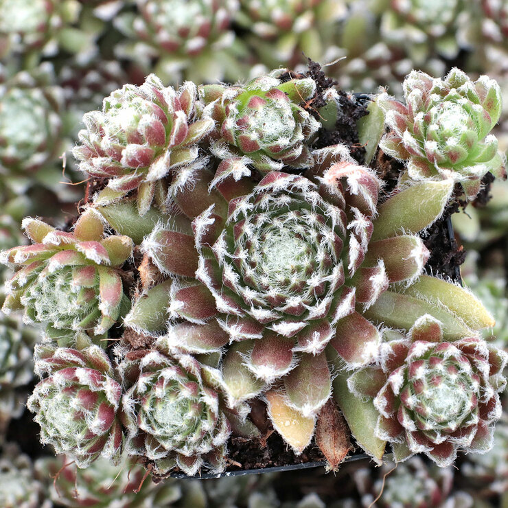 Sempervivum 'Urmina' [large] Questions & Answers