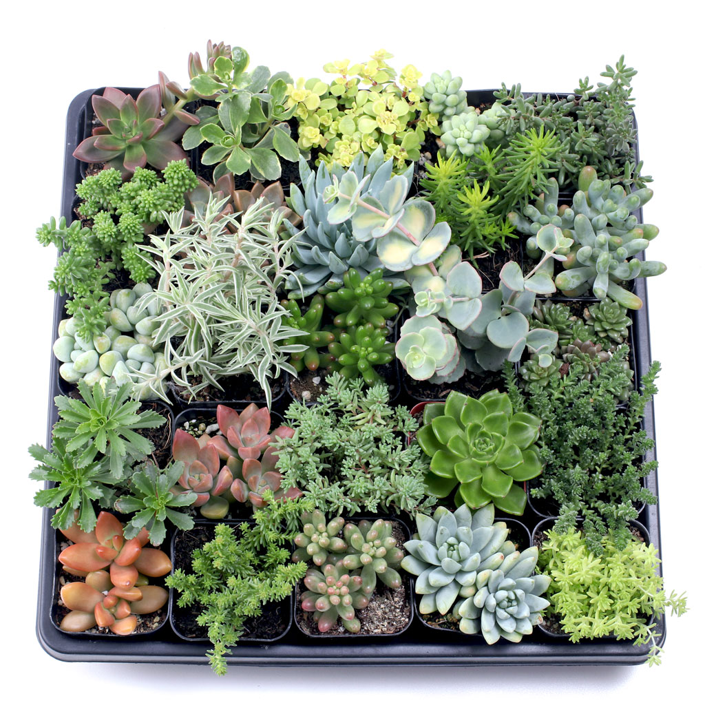 Sedum Tray - 2in Containers - 25 Varieties (25) Questions & Answers