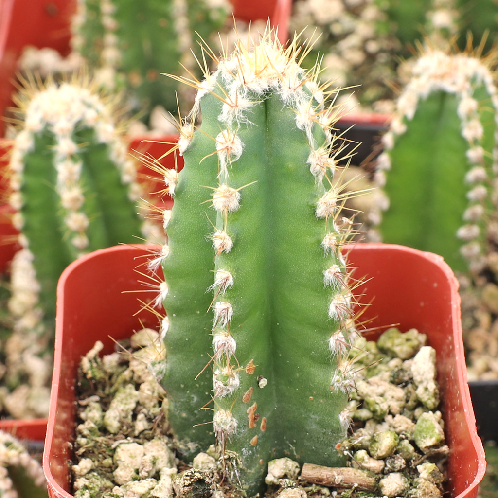 Acanthocereus tetragonus 'Fairy Castle' Questions & Answers