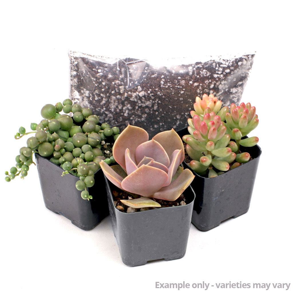 MCG Succulent Trifecta™ 3 Plant Arrangement Kit - Classic Beauties Questions & Answers