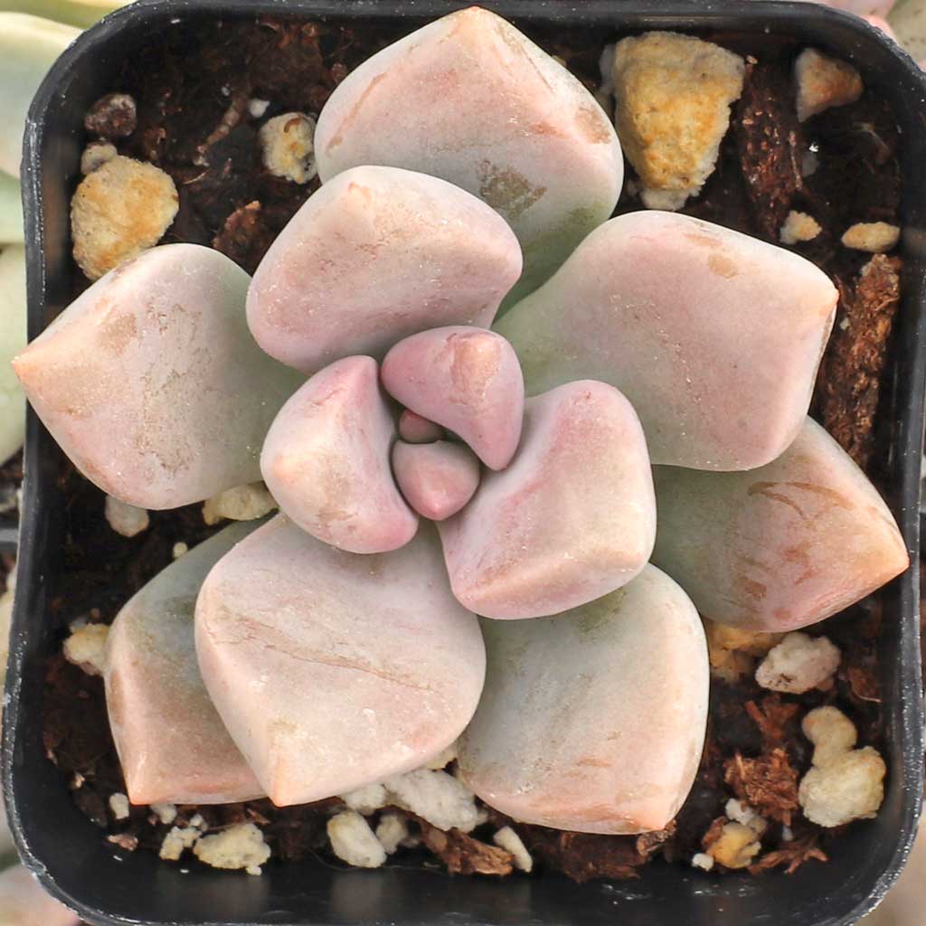 Graptoveria 'Inti Platense' Questions & Answers