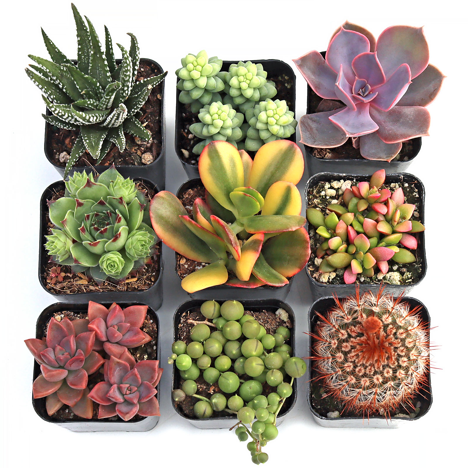 MCG Everything Sampler™ Succulent Set of 9 - 2in Pots Questions & Answers