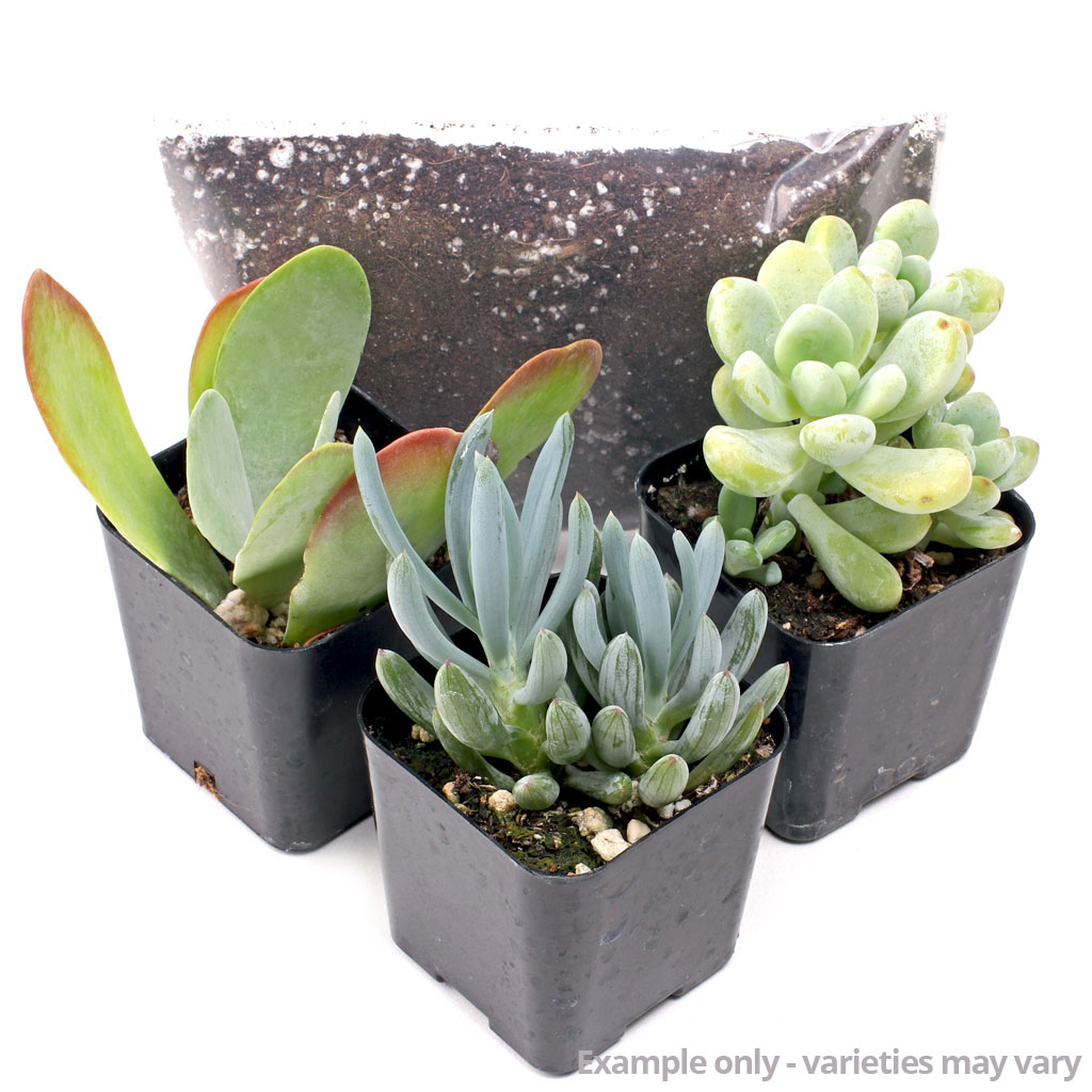 MCG Succulent Trifecta™ 3 Plant Arrangement Kit - Fabulous Forms Questions & Answers