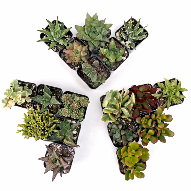 Build-Your-Own Succulent Trifecta™ 3 Plant Arrangement - Indoor Questions & Answers