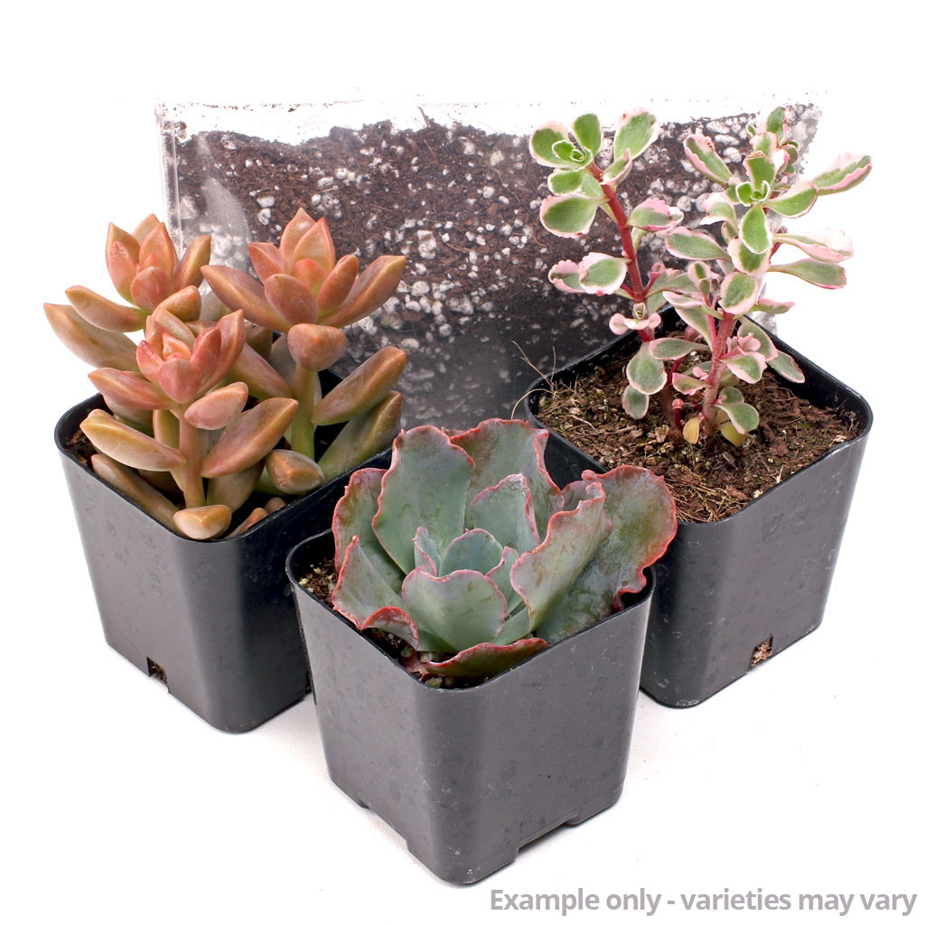 MCG Succulent Trifecta™ 3 Plant Arrangement Kit - Ruffles & Lace Questions & Answers