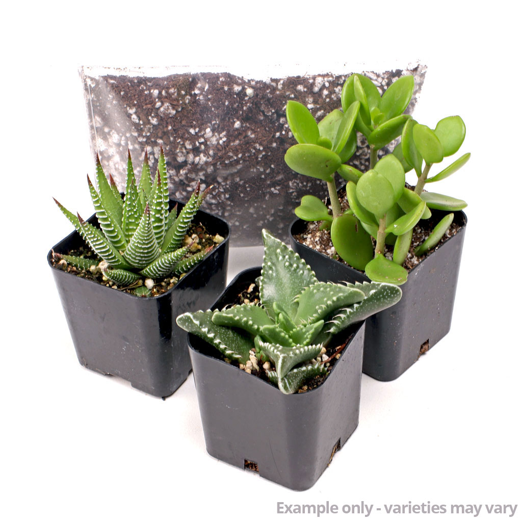 MCG Succulent Trifecta™ 3 Plant Arrangement Kit - Flora Dora Questions & Answers