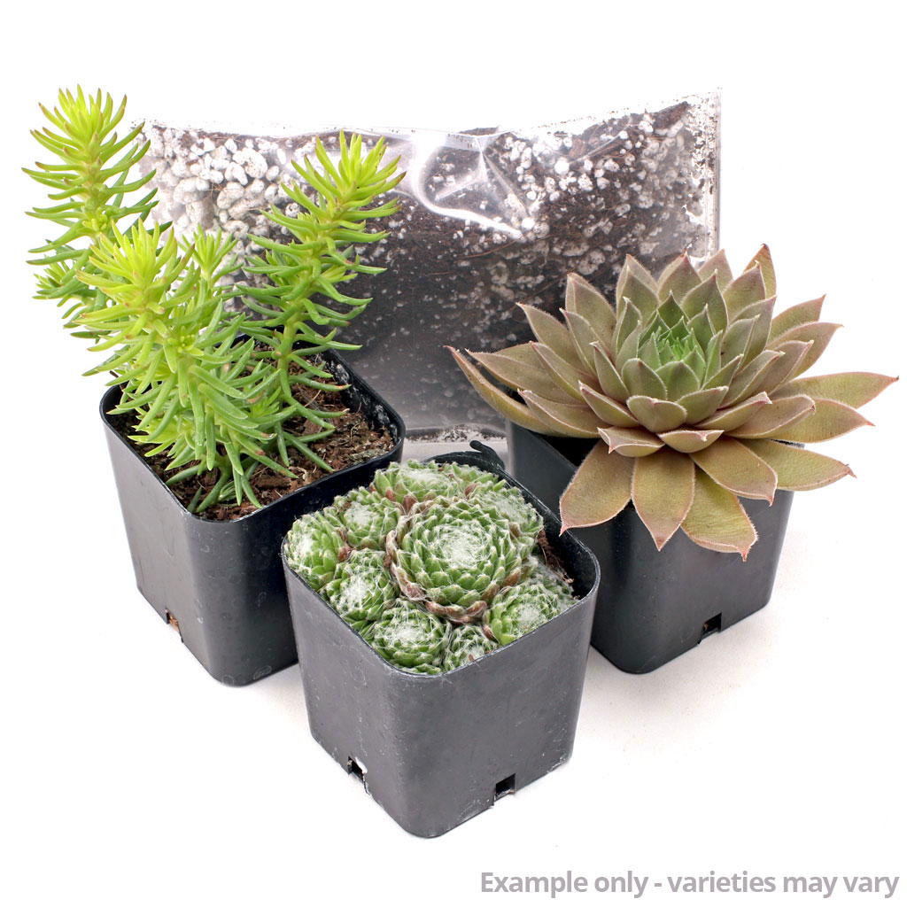 MCG Succulent Trifecta™ 3 Plant Arrangement Kit - Burning Embers Questions & Answers