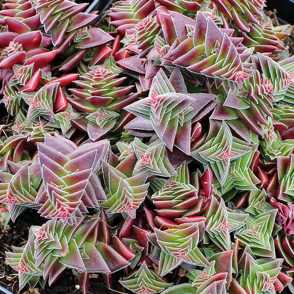 Crassula capitella ssp. thyrsiflora - Pagoda Village [large] Questions & Answers
