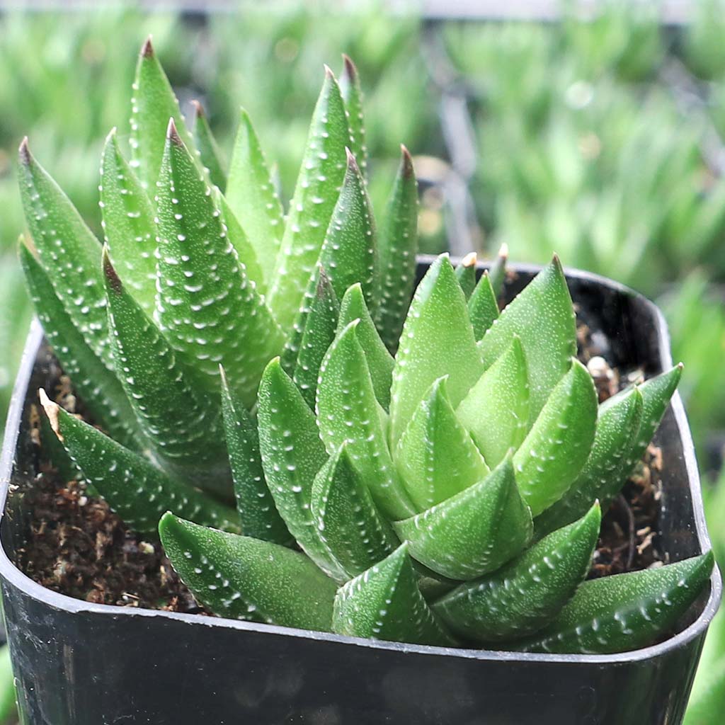 Haworthia greenii var. silvicola [exclusive] Questions & Answers