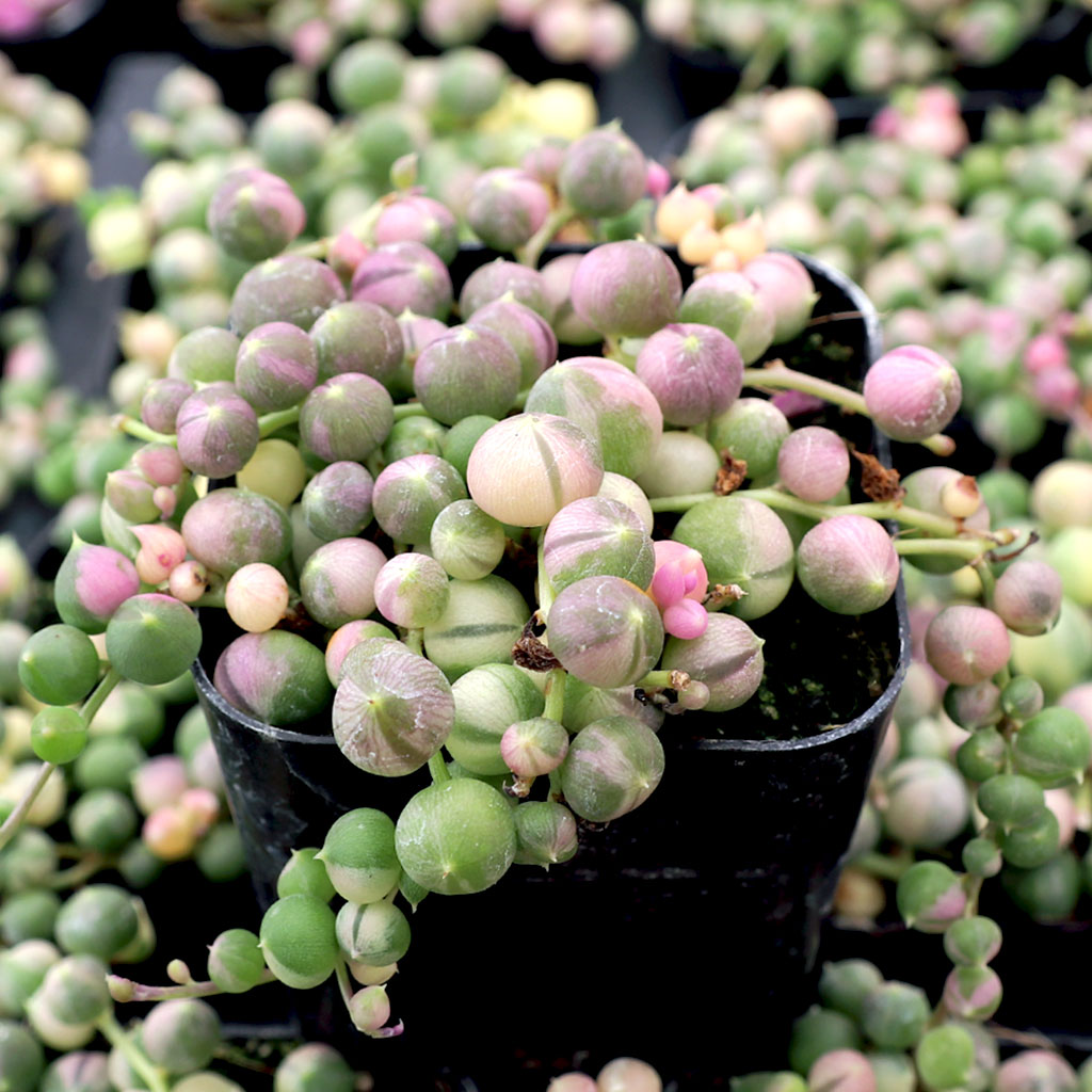 Senecio rowleyanus f. variegatus - Variegated String of Pearls Questions & Answers