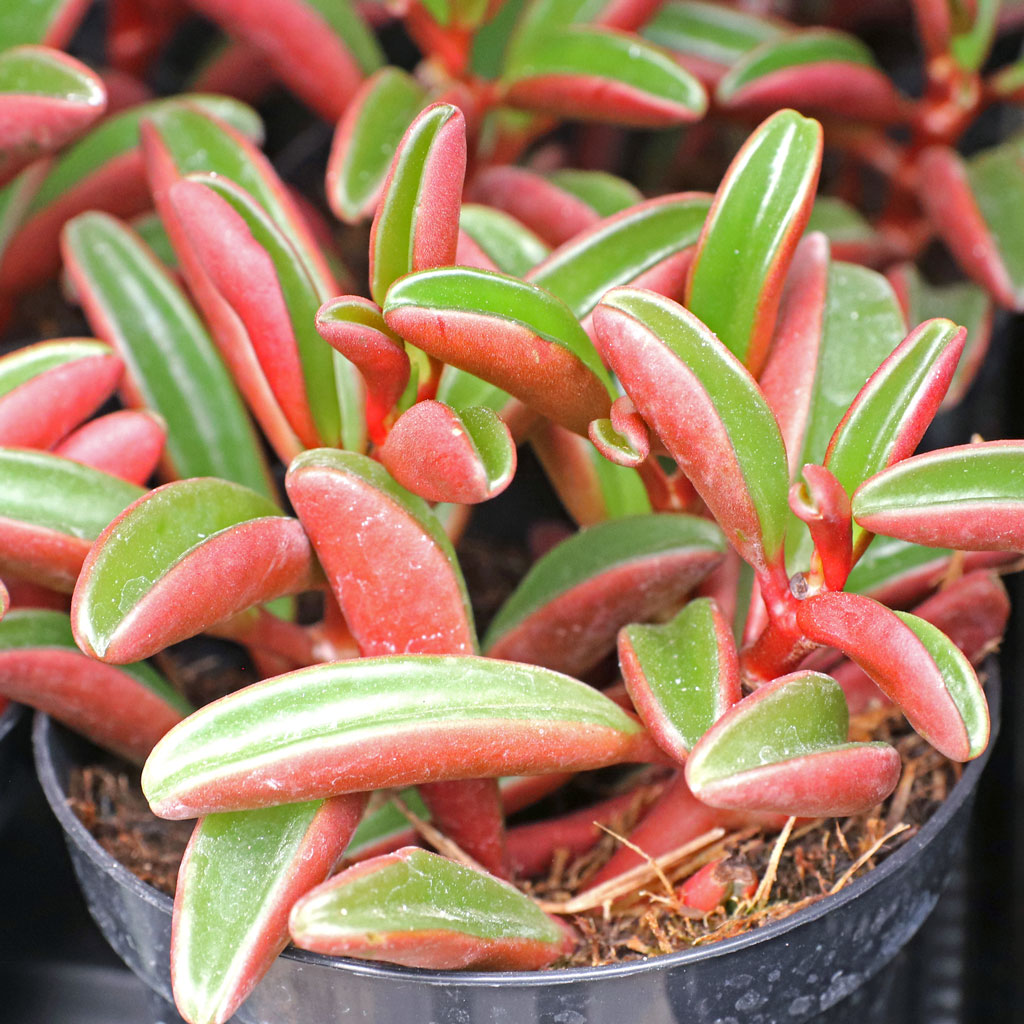 Peperomia graveolens - Ruby Glow [large] Questions & Answers