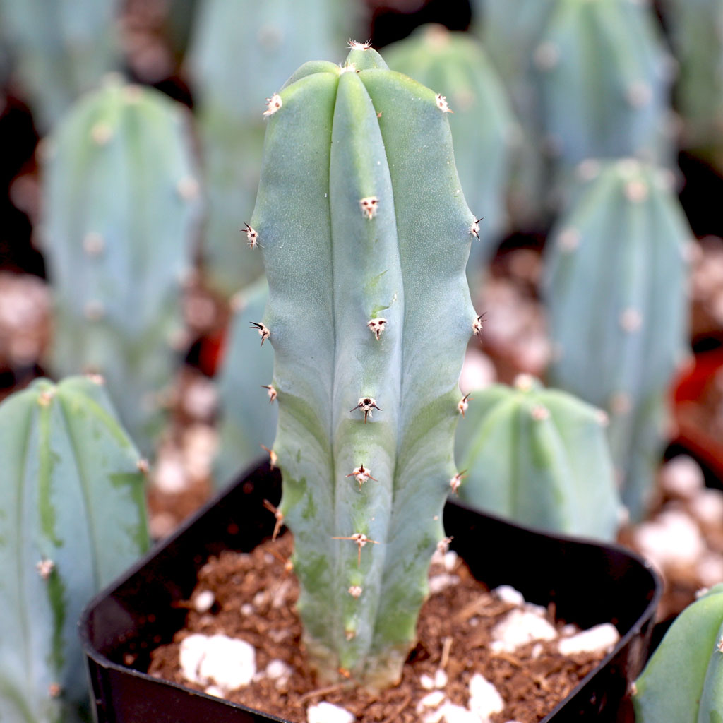 Myrtillocactus geometrizans - Blue Candle Cactus Questions & Answers