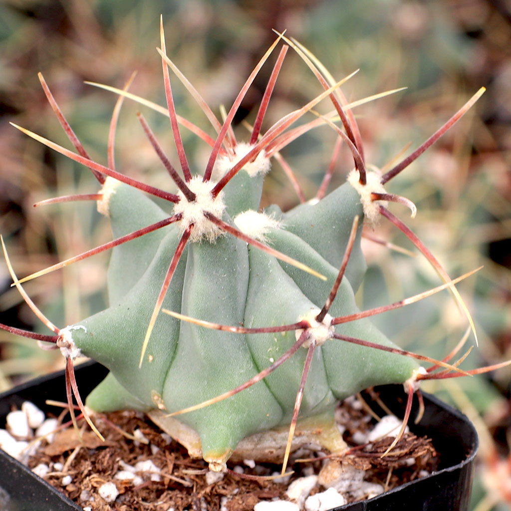 Ferocactus histrix - Electrode Cactus Questions & Answers