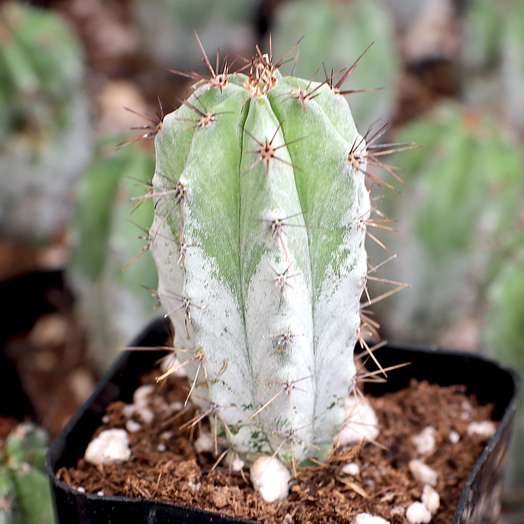 Cereus repandus - Peruvian Apple Cactus Questions & Answers