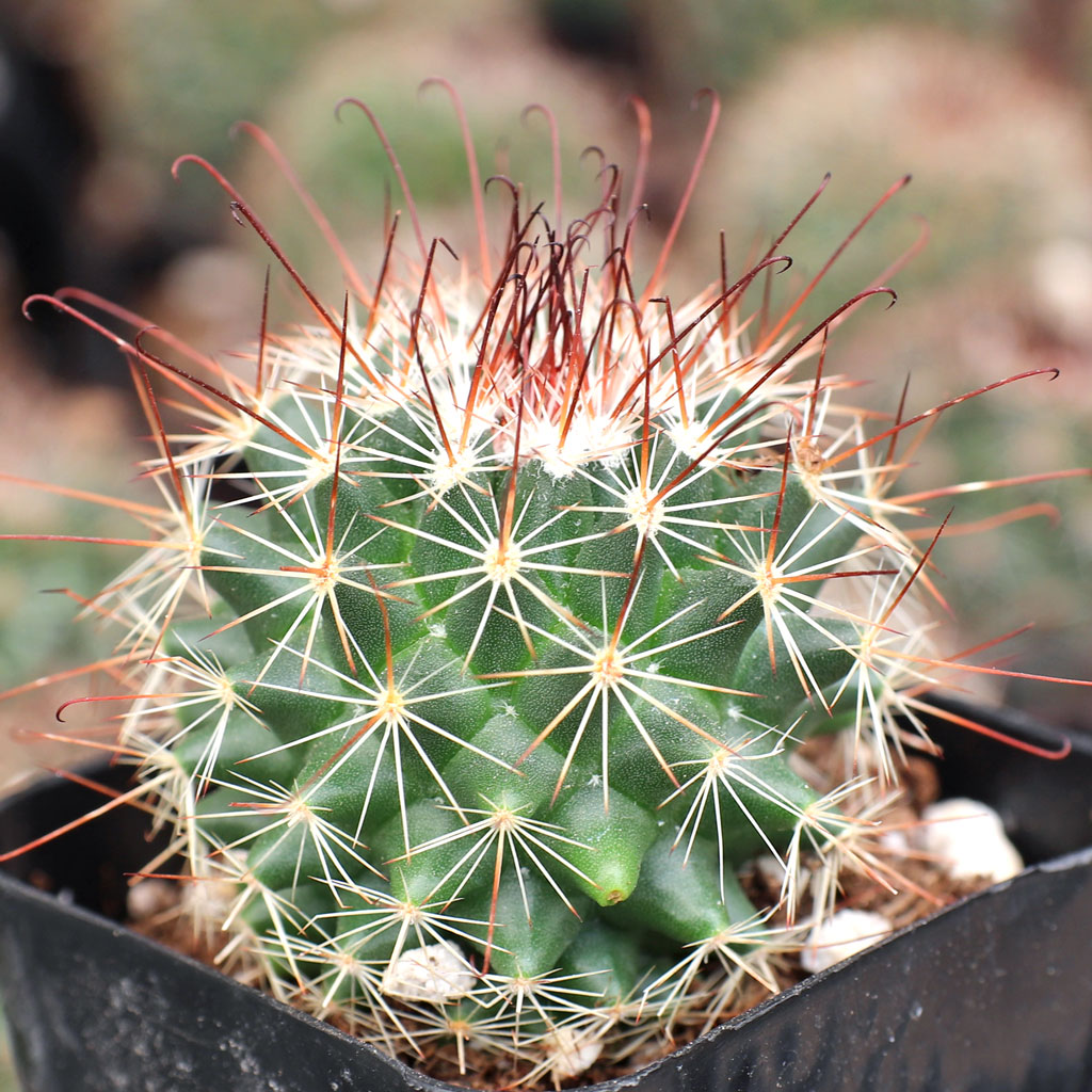 What is the common name for Mammillaria Blossfeldiana?