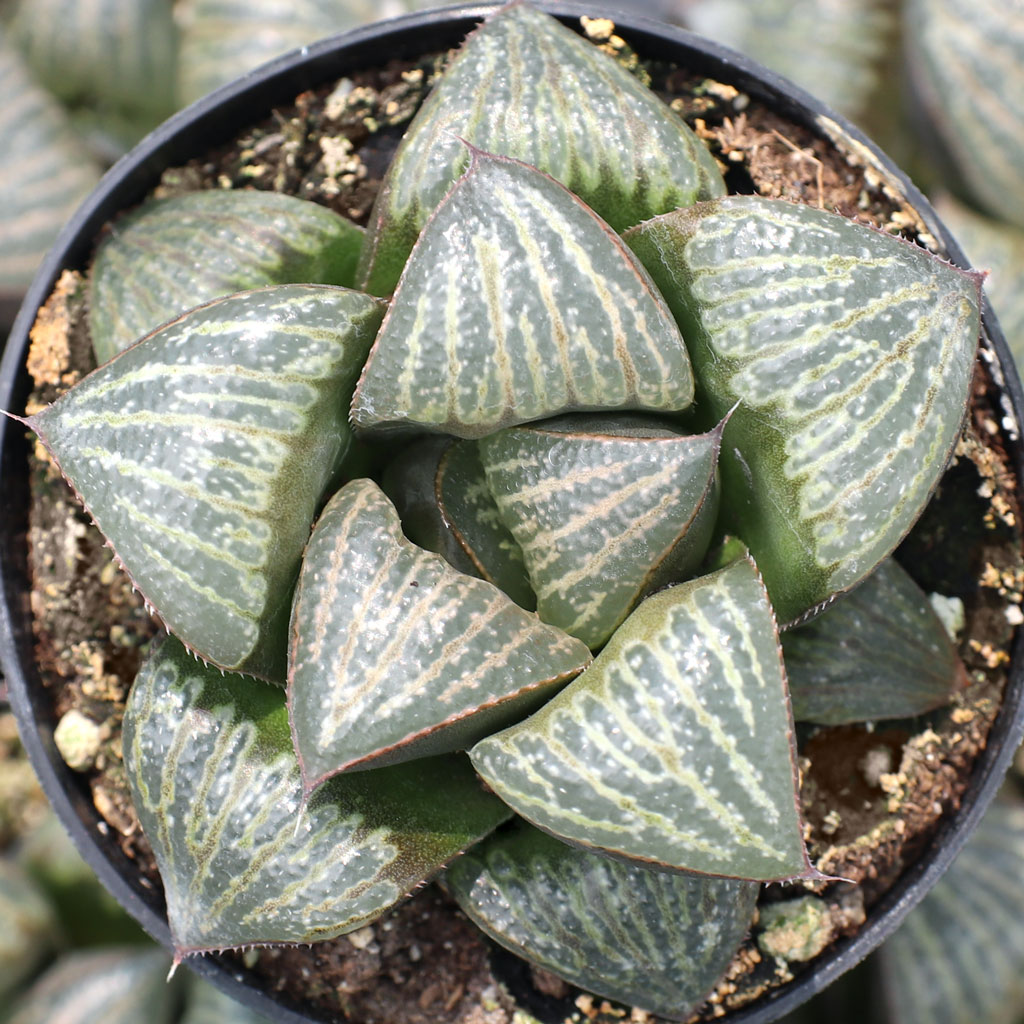 Haworthia magnifica var. splendens Questions & Answers