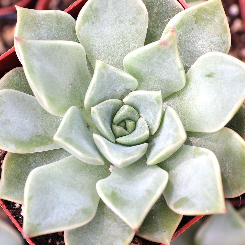 Graptoveria 'Filina' [exclusive] Questions & Answers