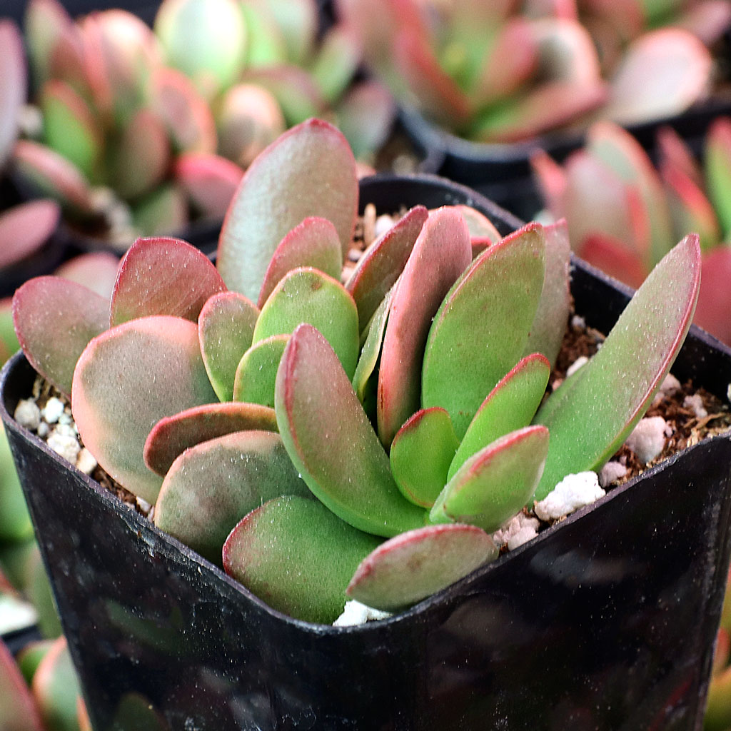 Crassula platyphylla f. variegata Questions & Answers