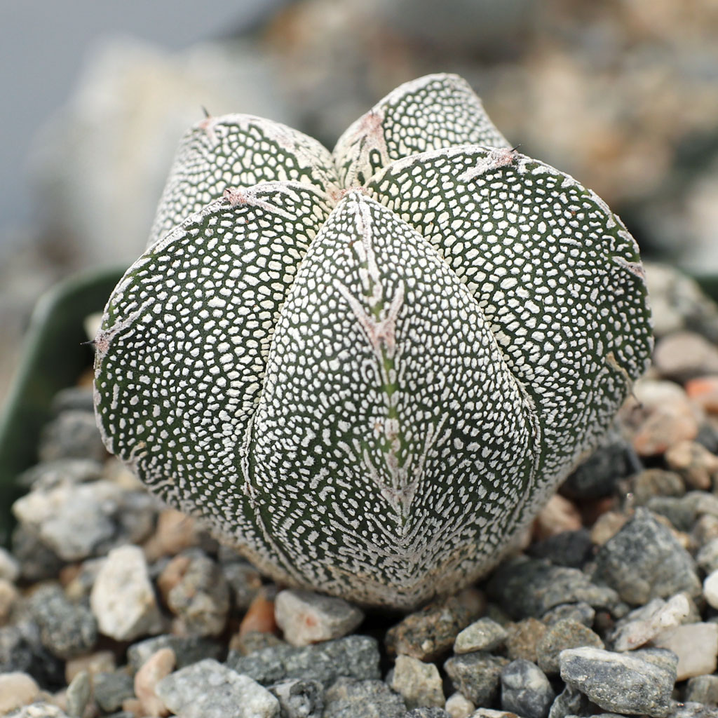 Sir  When will the Astrophytum Onzukki be available and will it grow in New Orleans,La ? Bill