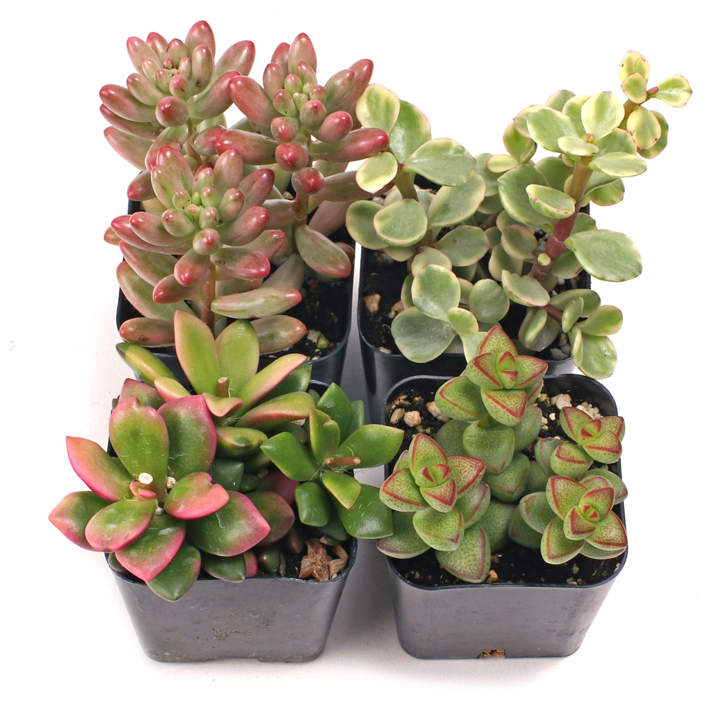 Variegated & Multicolor Succulent Set of 4 Types - 2in Pots Questions & Answers