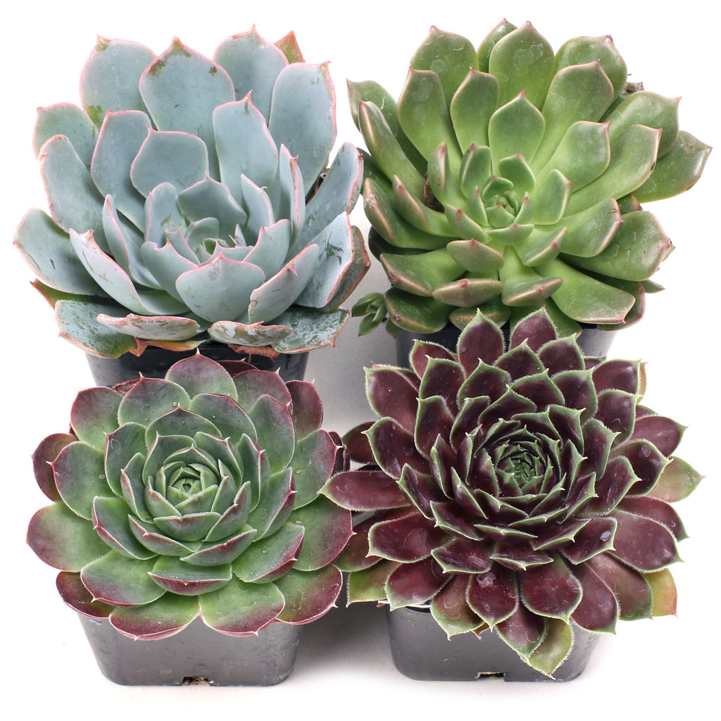 Rosette Succulent Set of 4 Types - 2in Pots Questions & Answers