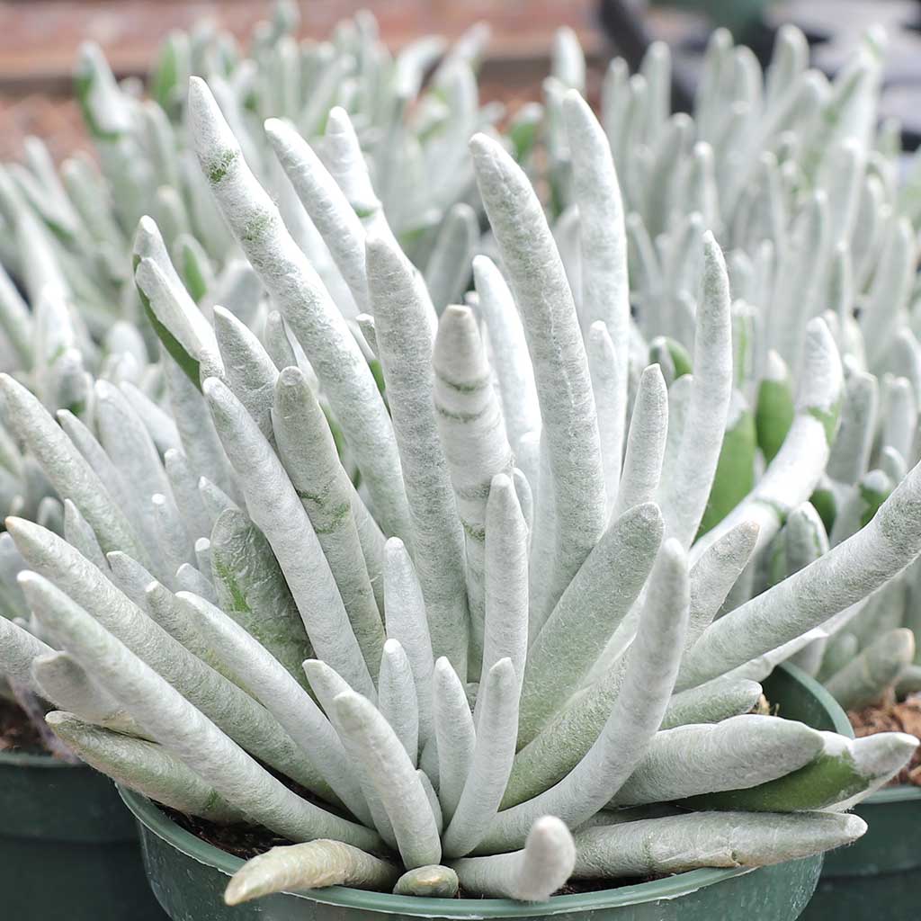 Senecio scaposus [large] Questions & Answers