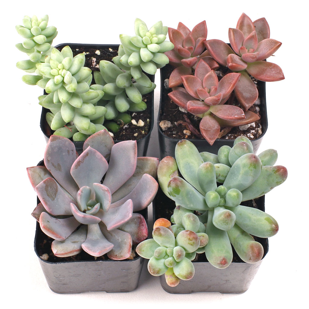 Pastel Succulent Set of 4 Questions & Answers