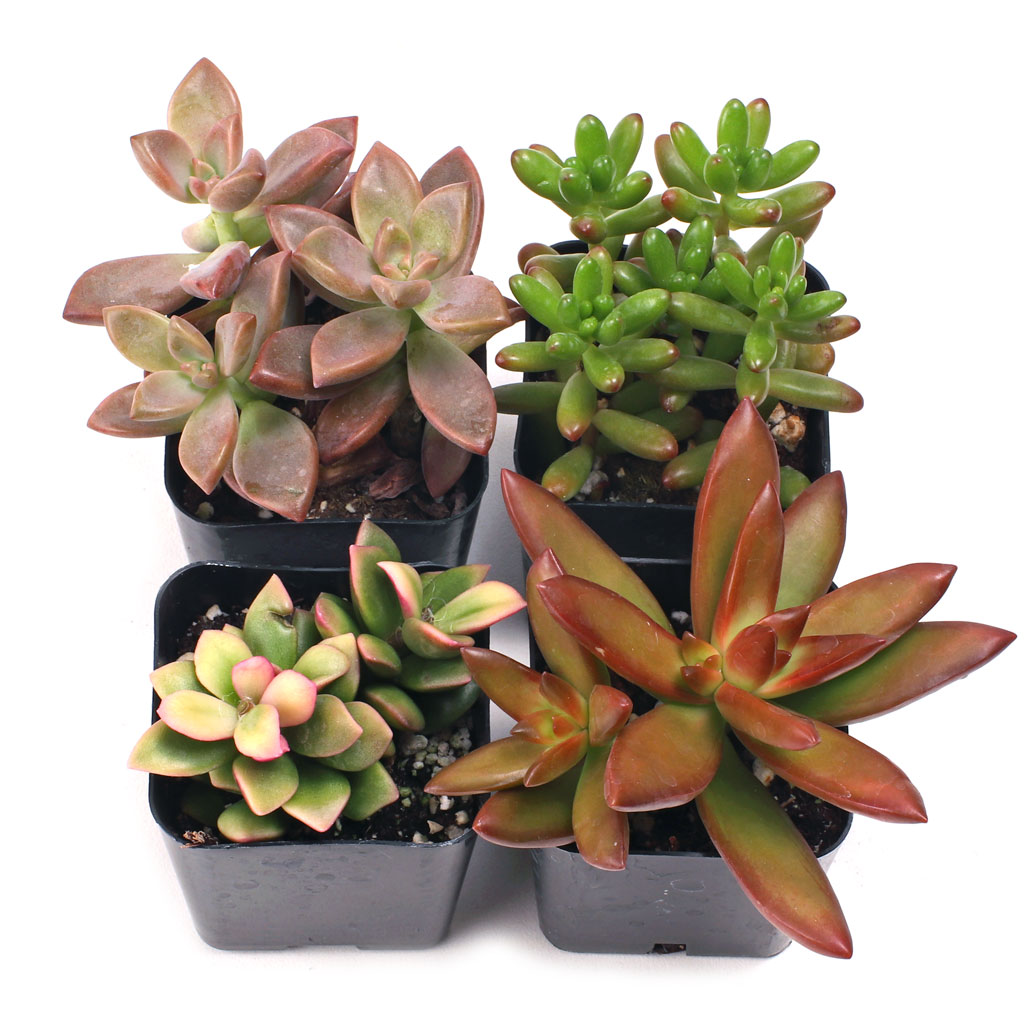 Sunset Succulent Set of 4 Types - 2in Pots w/ ID Questions & Answers