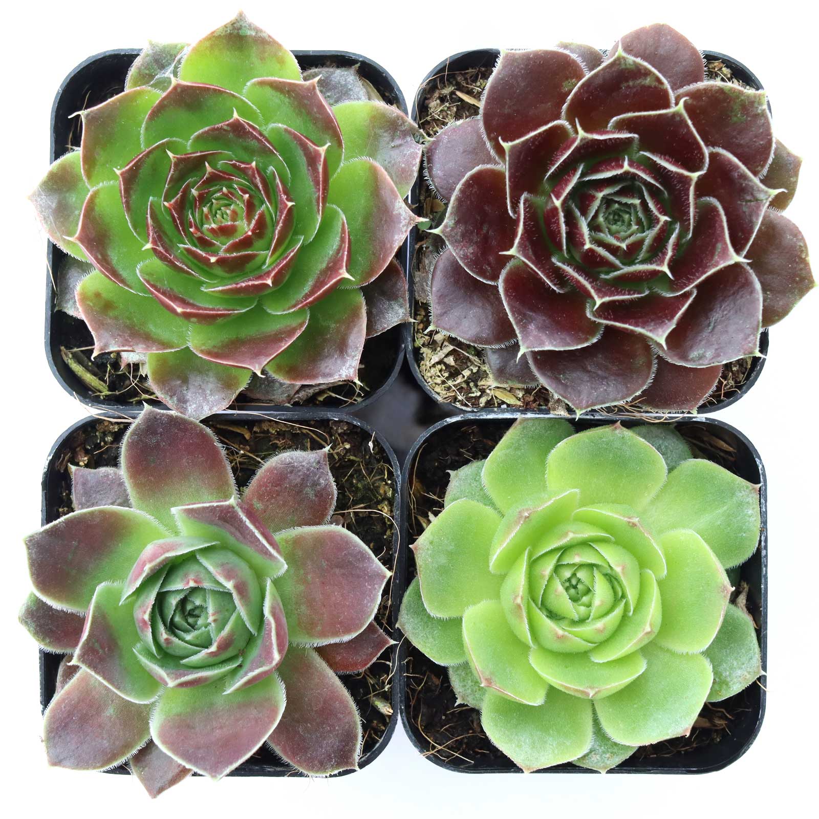 Sempervivum heuffelii Set of 4 Types - 2in Pots w/ ID Questions & Answers