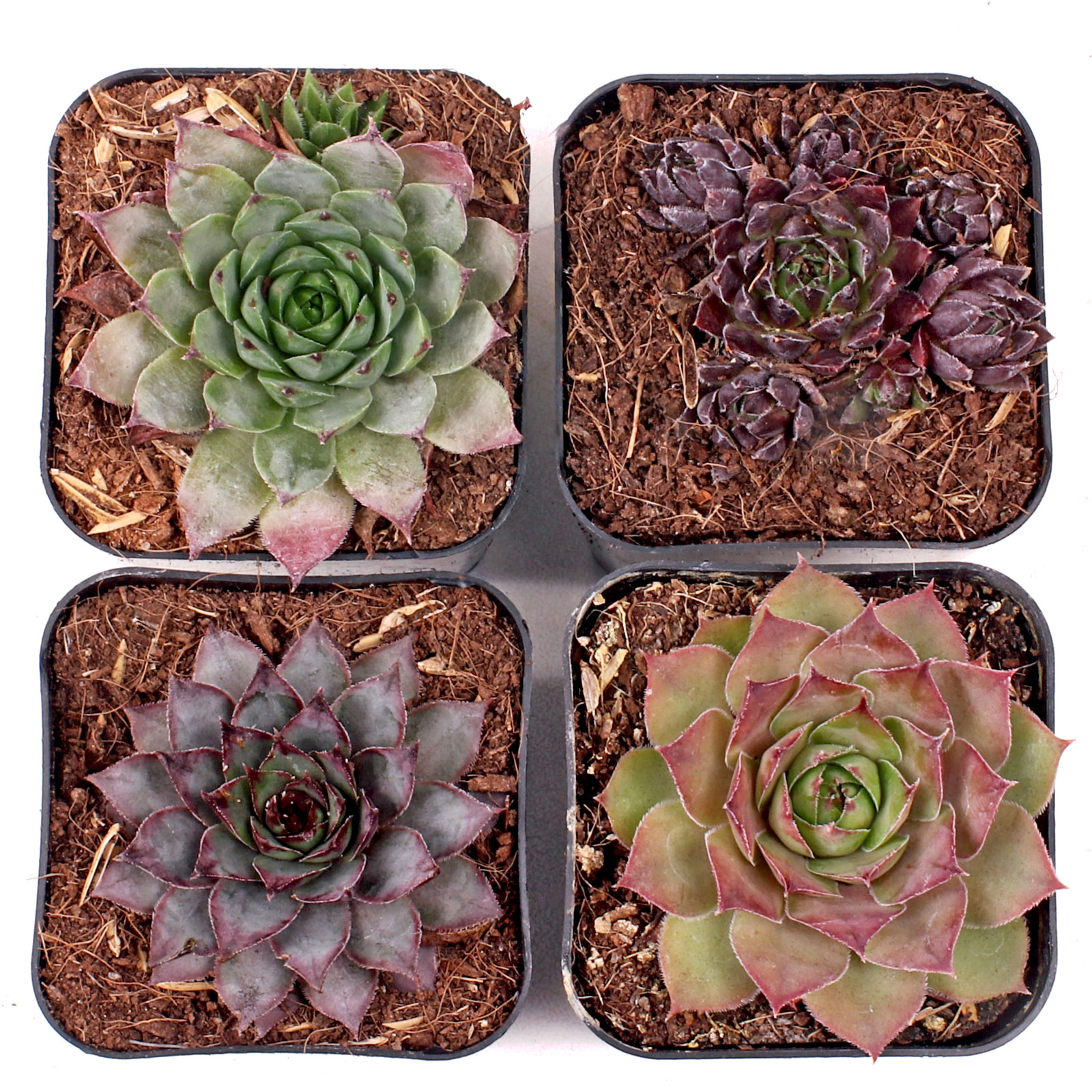 No winter shelter for succulents. Would like to get Sempervivums (set of 9 & 4)  Will the sets have diff ones.