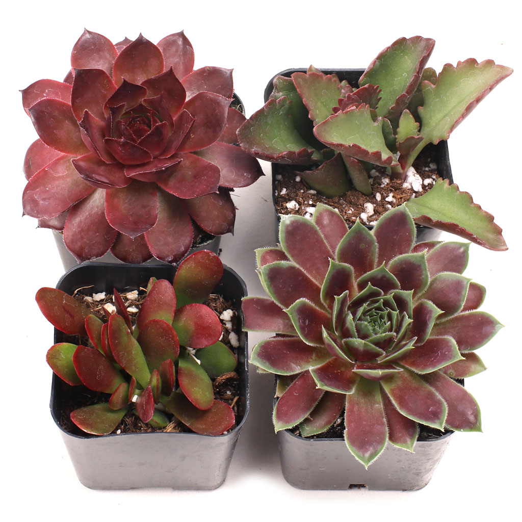 Red Succulent Set of 4 Types - 2in Pots w/ ID Questions & Answers