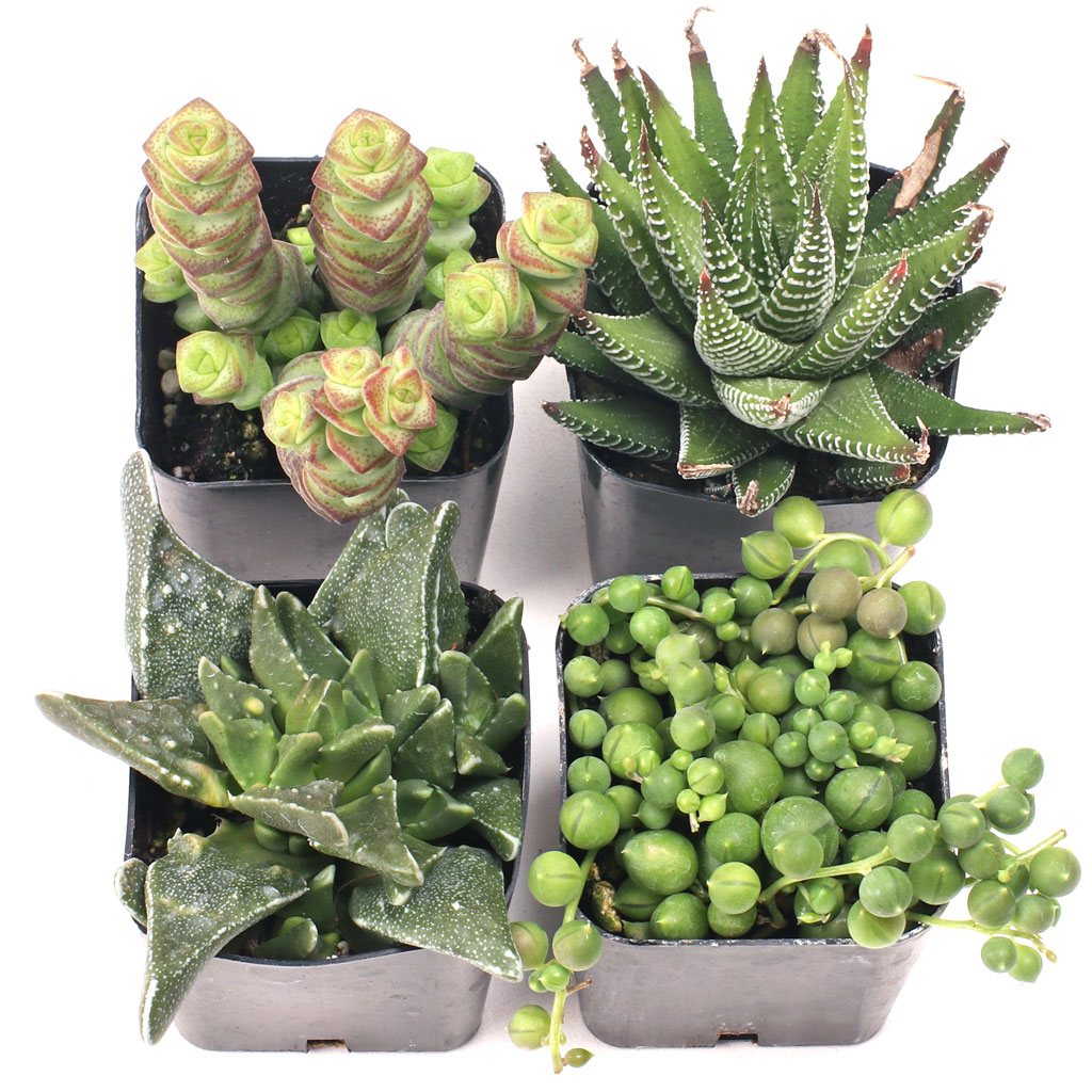 Are these pet safe? Haworthia, Crassula (Jade), Aloe, and Gasteria.