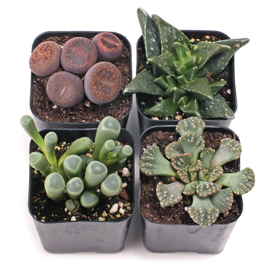 Weird & Wonderful™ Premium Succulent Set of 4 - 2in Pots Questions & Answers