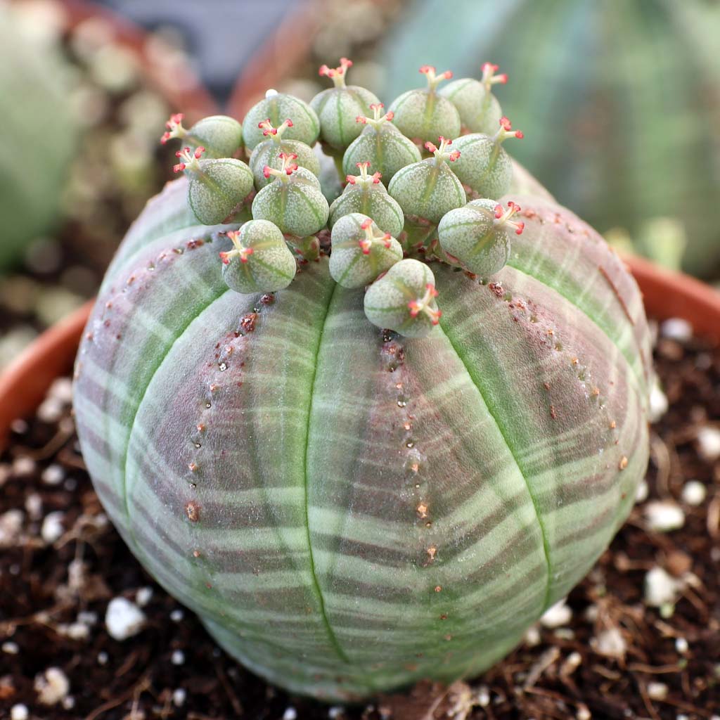 Will the baseball succulent do well indoors?