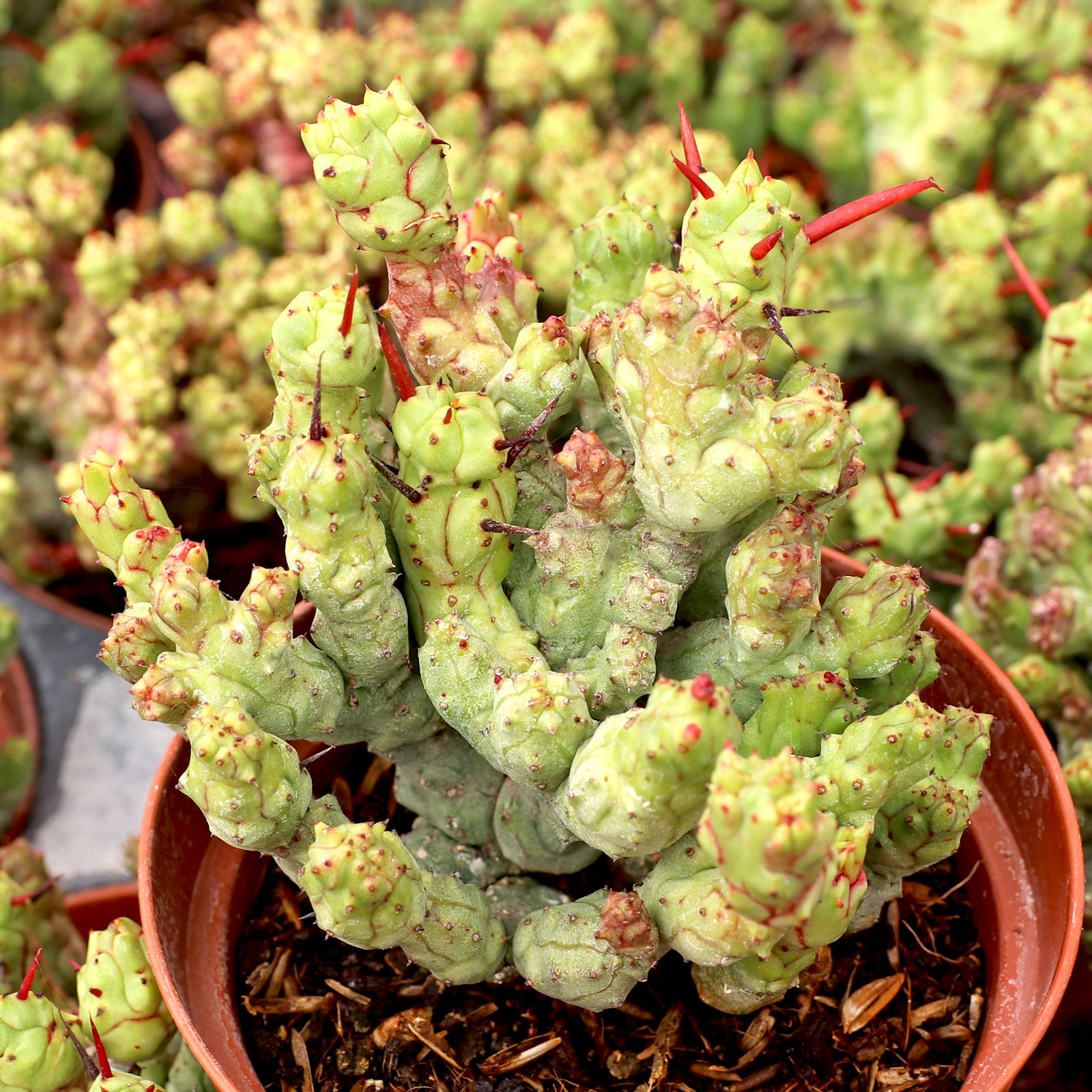 Is euphorbia in the cactus family