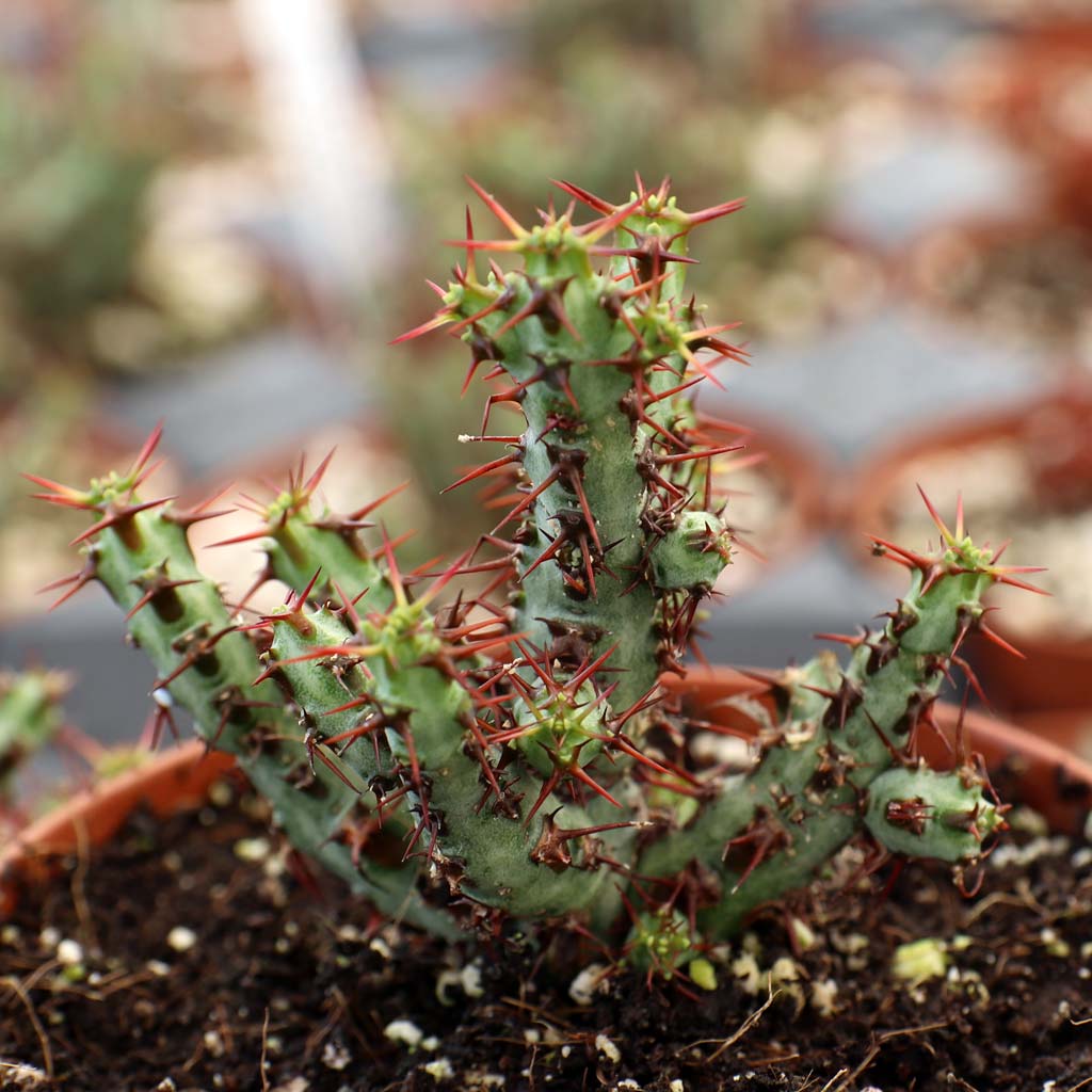 Is euphorbia in the cactus family