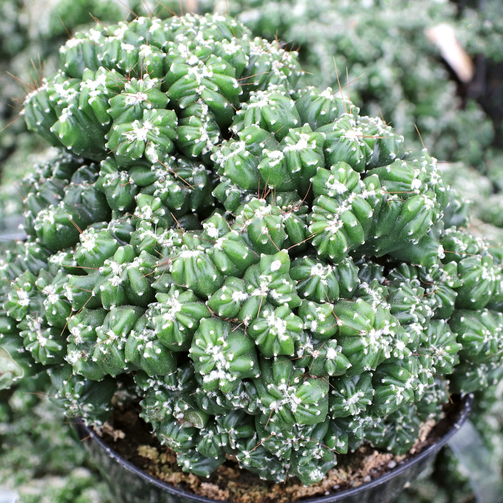 Cereus repandus f. monstrosus 'Petra' [large] Questions & Answers