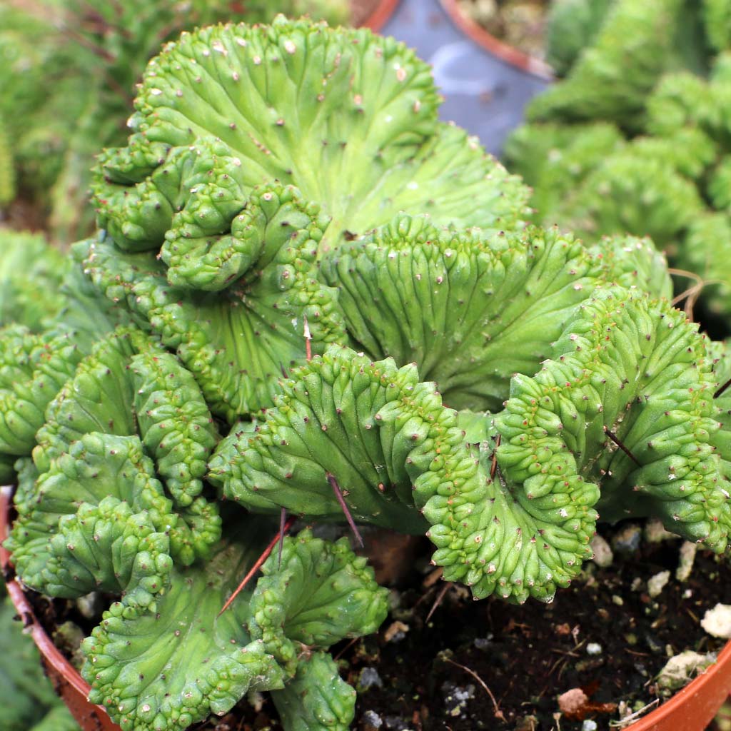 Euphorbia heptagona f. cristata [large] [limited] Questions & Answers