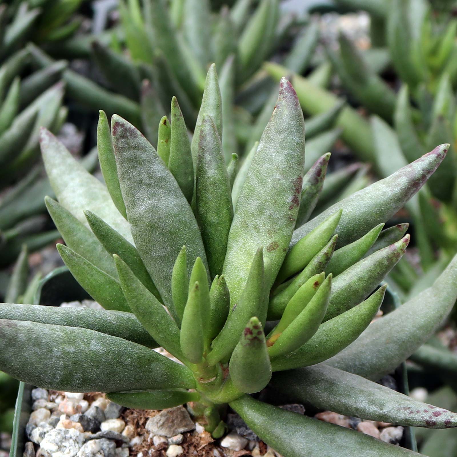 Adromischus filicaulis [large] Questions & Answers