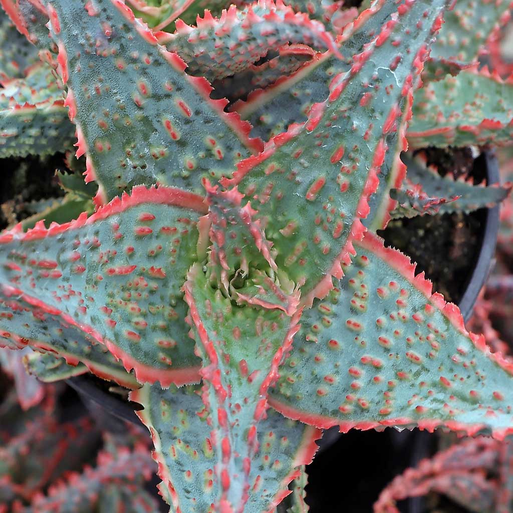 Aloe 'Oik' [large] Questions & Answers