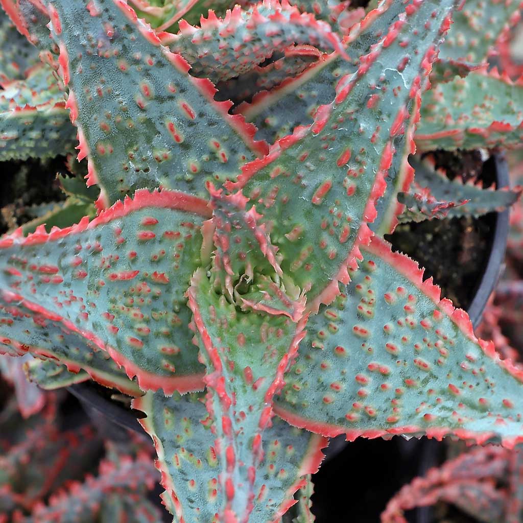 Aloe 'Oik': says colors thrive in full sun but under description says filtered sun.  Which ?