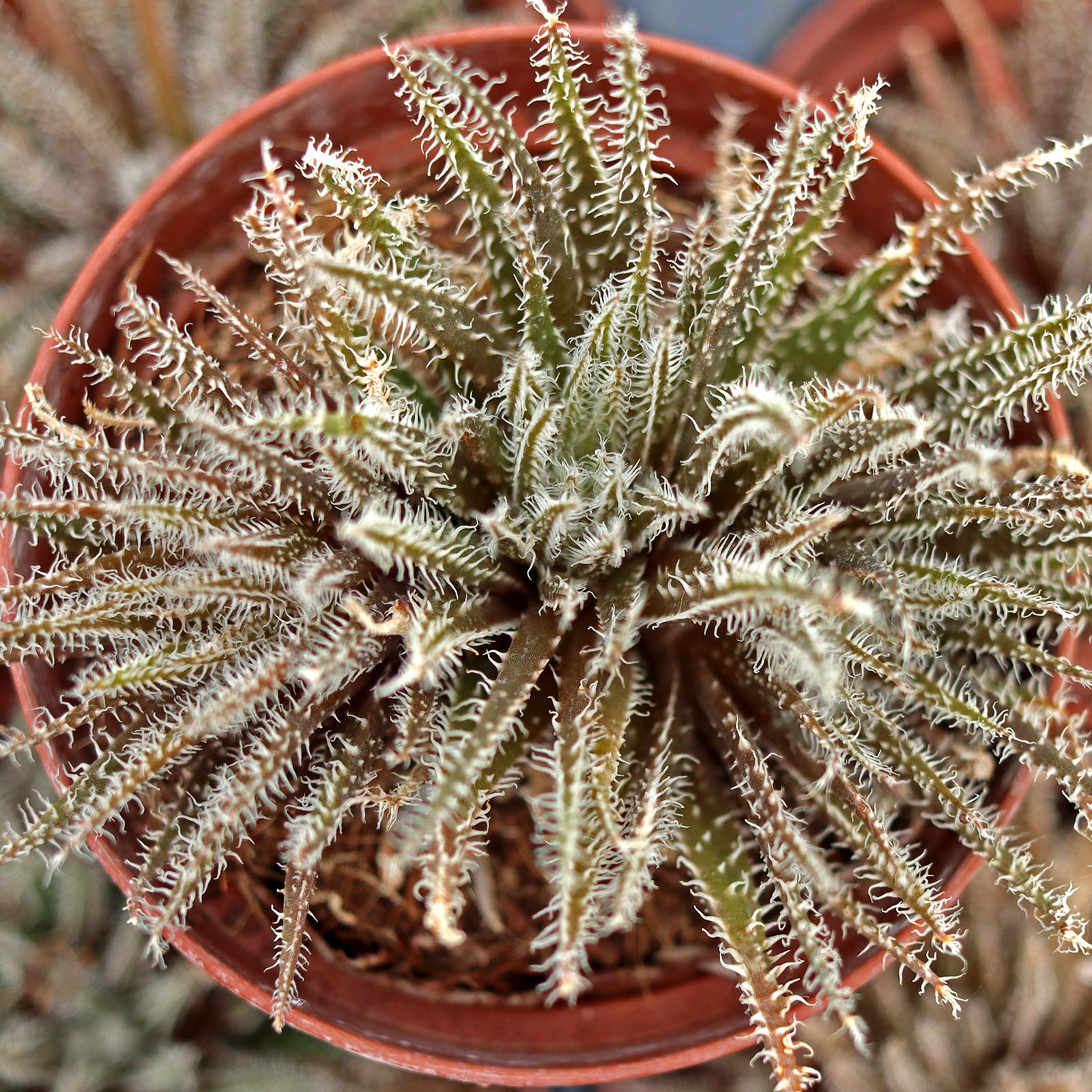 Aloe haworthioides [large] Questions & Answers