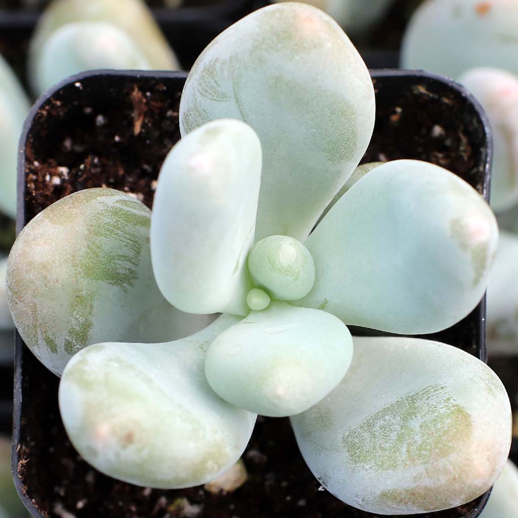 Pachphytum Caesium leaf drop