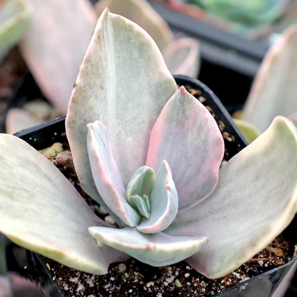 Echeveria 'Decora' [limited] Questions & Answers