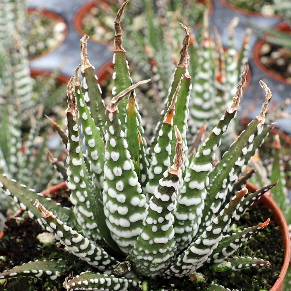 Haworthia attenuata 'Super White' [large] Questions & Answers