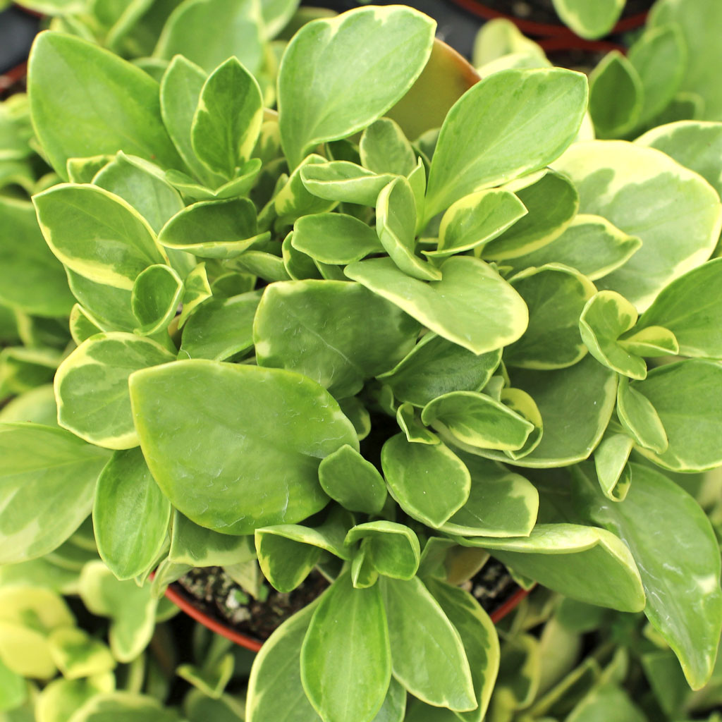 Peperomia obtusifolia f. variegata [large] Questions & Answers