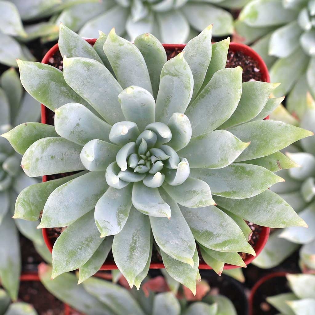 Dudleya caespitosa Questions & Answers