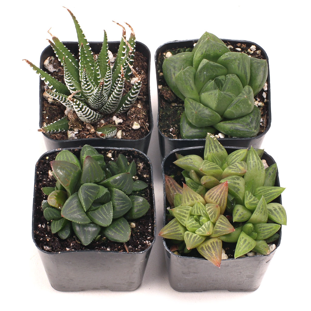 Could we request to not receive a certain type of haworthia?